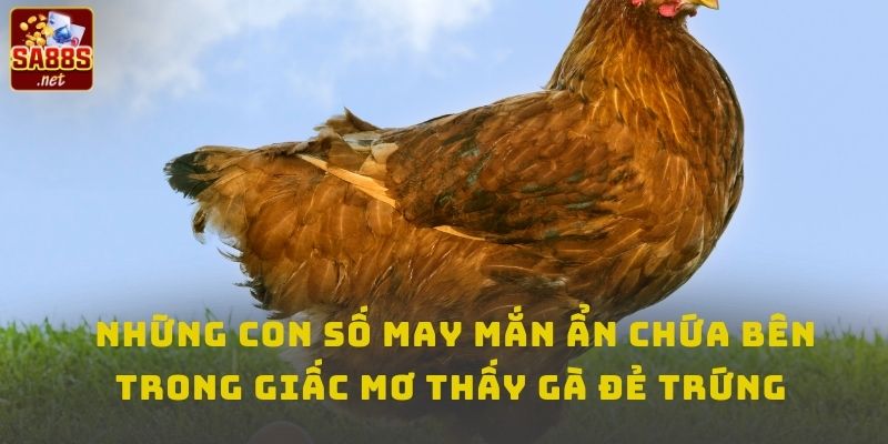 Những con số may mắn ẩn chứa bên trong giấc mơ thấy gà đẻ trứng